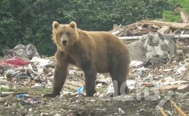 Стеснительный медведь пришёл на полигон ТБО в Северо-Курильске