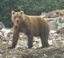 Стеснительный медведь пришёл на полигон ТБО в Северо-Курильске