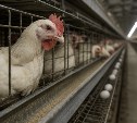 Мясо птицы в России взлетит в цене из-за кризиса у производителей
