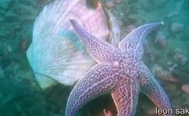 Поединок морской звезды и гребешка снял на видео сахалинский дайвер