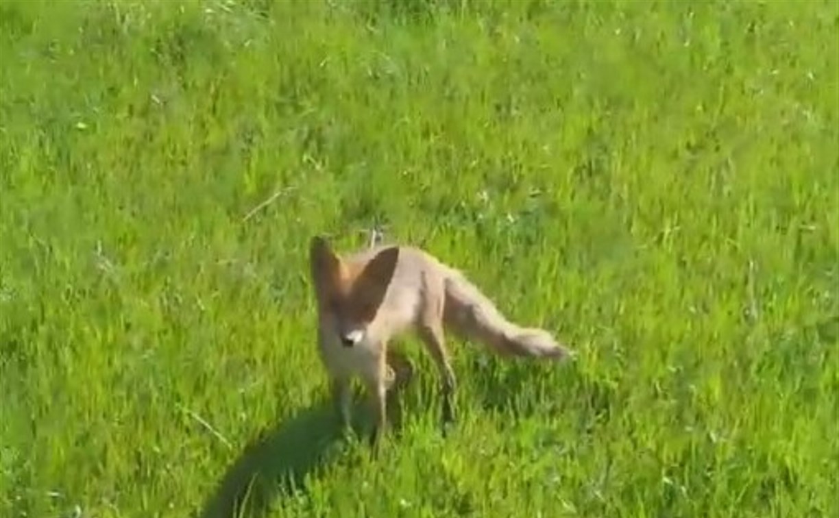 Житель Южно-Сахалинска помешал лисице понежиться на солнце
