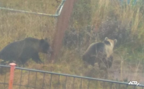 Двух молодых медведей заметили недалеко от школы в Курильске