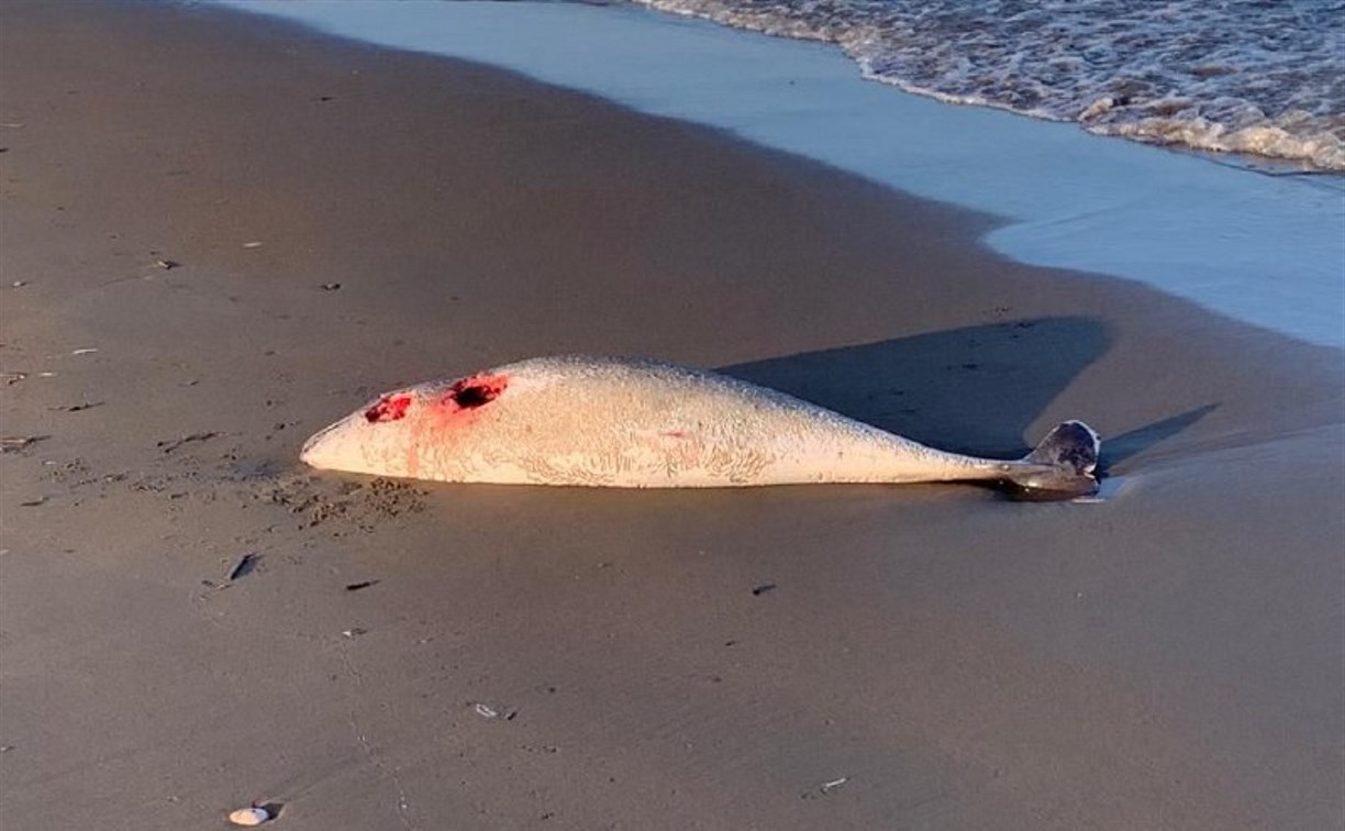 Двух мертвых дельфинов с ранами на теле обнаружили на побережье Поронайского района