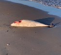 Двух мертвых дельфинов с ранами на теле обнаружили на побережье Поронайского района