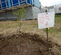 "Эковахта" посадила деревья в сквере Ждакаева