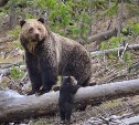 Медведи уходят в берлоги на Сахалине