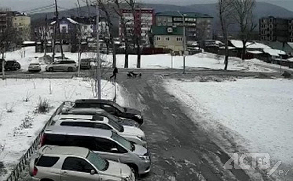 Прокуратура проведет проверку из-за нападения собак на мужчину в Новоалександровске