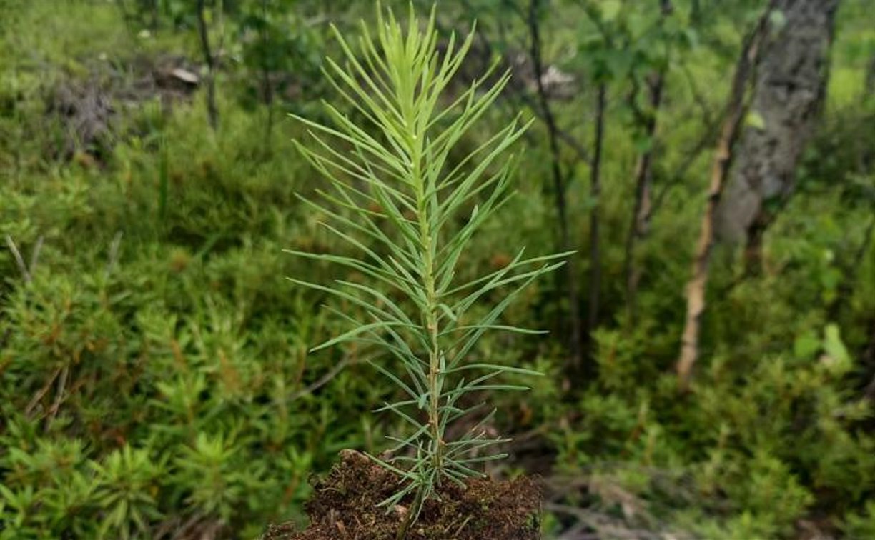 Около 600 гектаров нового леса посадили в Сахалинской области в этом году
