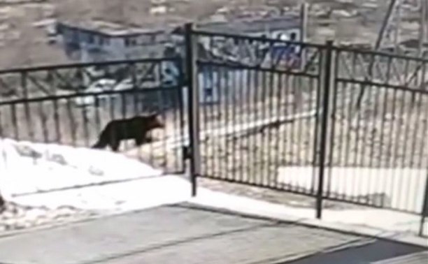 Медвежонок ходил кругами вокруг забора школы на Сахалине