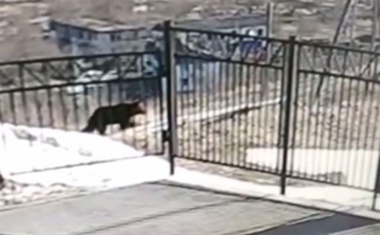 Медвежонок ходил кругами вокруг забора школы на Сахалине 
