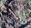 "Умирал в конвульсиях": в домашнюю собаку выстрелили дротиком в пригороде Южно-Сахалинска