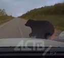 Медведь бросился под колеса универсала на трассе в Макаровском районе