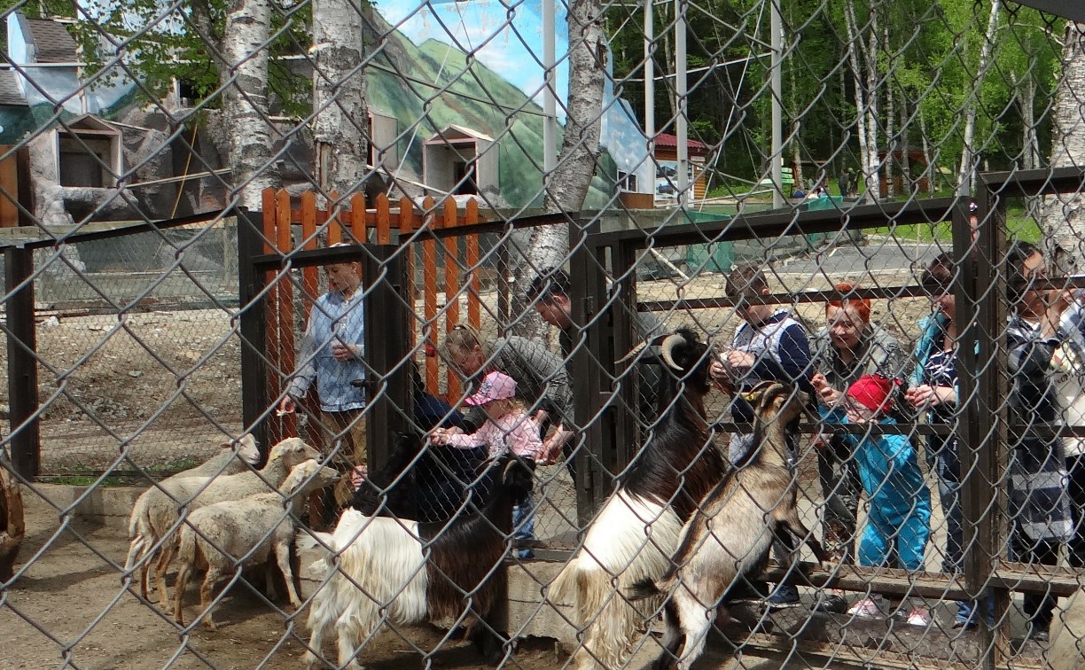 Сахалинцы перекормили коз и овечек в зоопарке