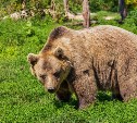 Туристов предупреждают о появлении медведя около тории Синтоистского храма на Сахалине