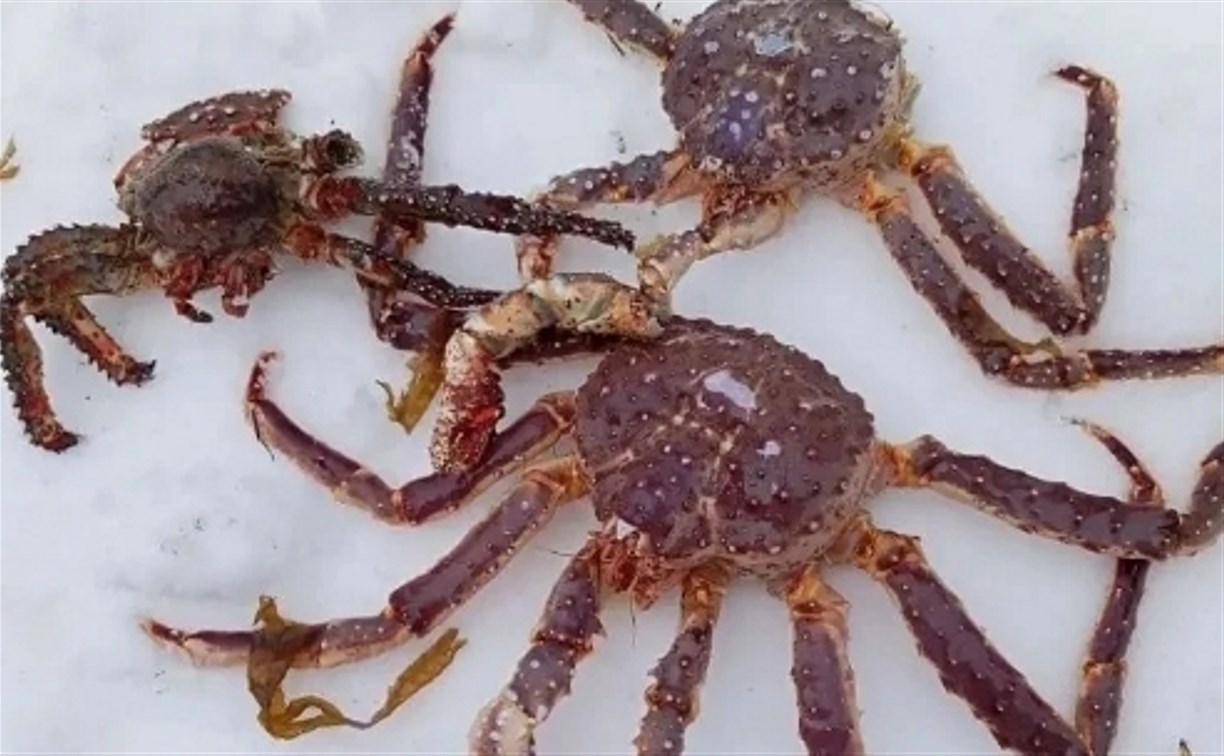 Сахалинцы собирают крабов, выброшенных после шторма на берег