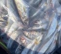 Сахалинские рыбаки нашли косяки зубатой корюшки к концу зимнего сезона
