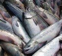 Перевозить свежую рыбу на территории Сахалинской области можно без ветеринарных документов