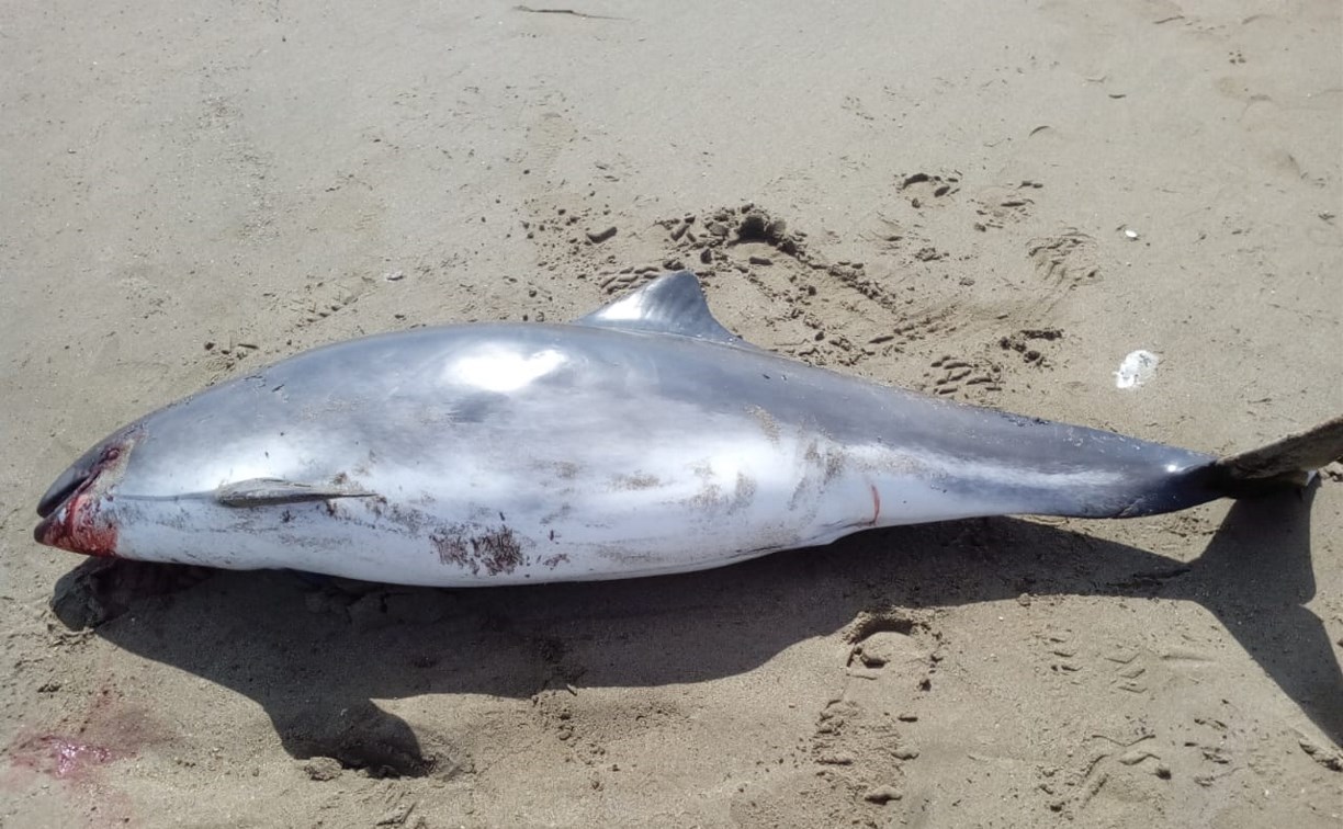 Сахалинцы нашли мертвого дельфина на берегу в Долинском районе