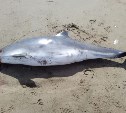 Сахалинцы нашли мертвого дельфина на берегу в Долинском районе