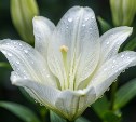 На Сахалине до +27 °C, а на Курилах до +11 °C и дожди: прогноз погоды для региона на 28 июля