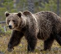 Медведь разорвал лодку и съел припасы туристов в тайге