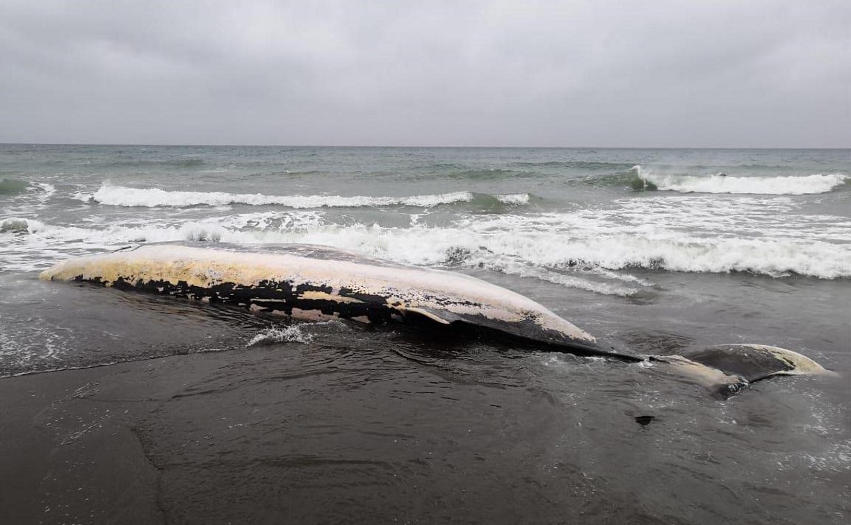 Тушу кита вынесло на берег возле Лопатино 
