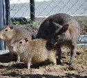 Две капибары и пара неясытей поселились в Сахалинском зоопарке