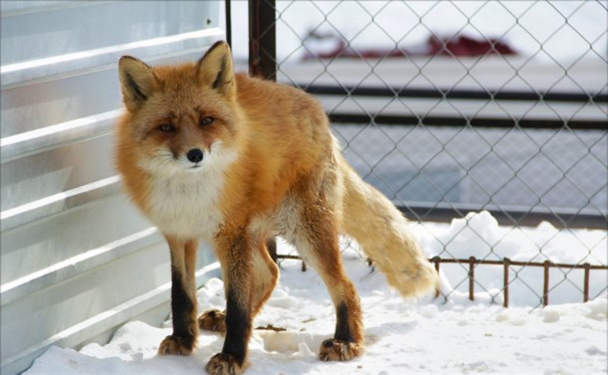 Сахалинский зоопарк закроется на сутки из-за снегопада