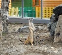 Новый домик для сурикатов появился в сахалинском зоопарке