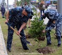 Новая еловая аллея появилась в Южно-Сахалинске