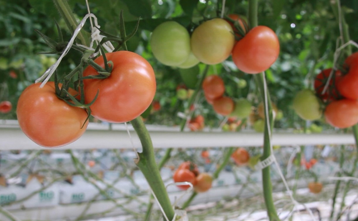 Сахалинскую область признали самым обеспеченным овощами регионом России 