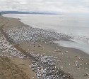 На Сахалине запечатлели массовый выброс мойвы