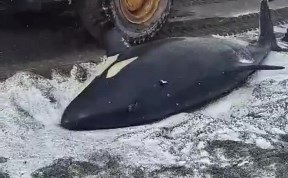 Общество