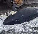 Такое не каждый день увидишь: видео спасения застрявшей на мелководье в Охотском море косатки