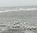 Шторм выгнал лебедей на берег Сахалина