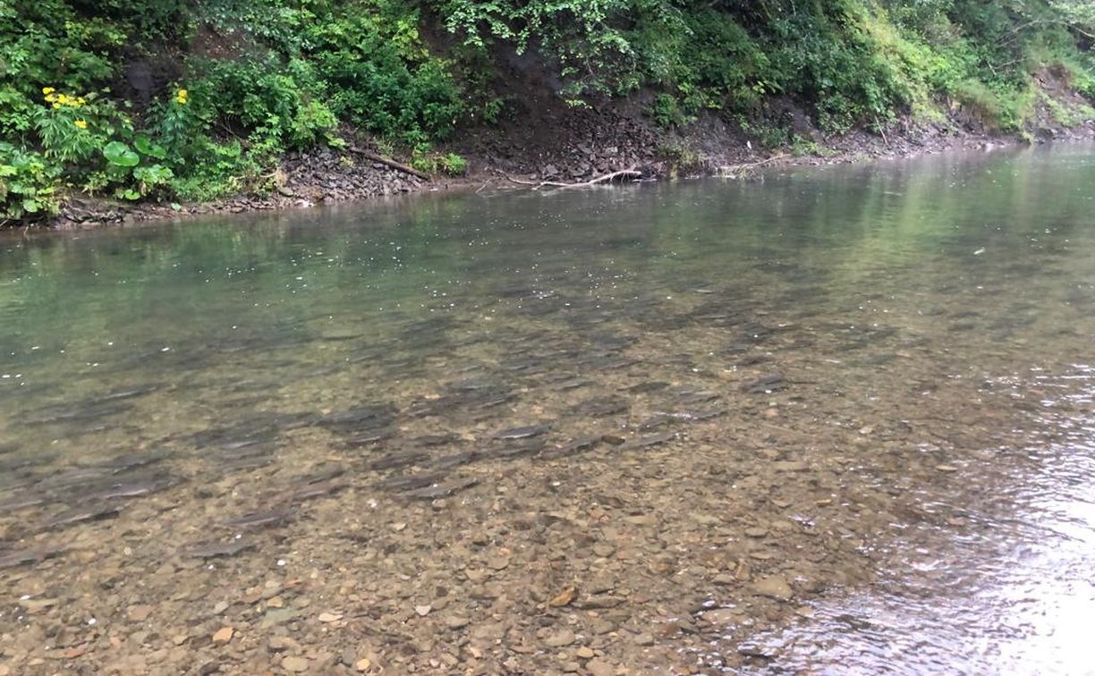 Экологи проверили гибель лососей в реке на Сахалине, которая привела в ужас жителей