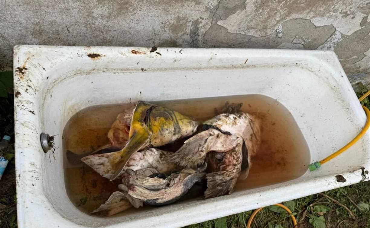 Сахалинец попал под уголовную статью за покупку краснокнижной калуги у браконьеров