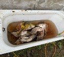 Сахалинец попал под уголовную статью за покупку краснокнижной калуги у браконьеров