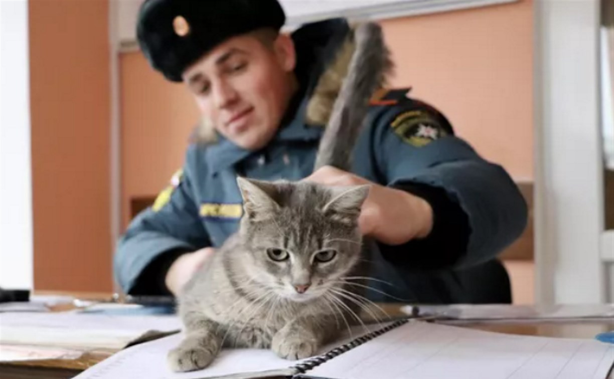 Сотрудники МЧС отправили кошку в командировку в зону СВО