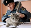 Сотрудники МЧС отправили кошку в командировку в зону СВО