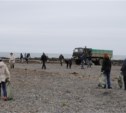 Три сотни сахалинцев взялись очистить от мусора подходы к лежбищу сивучей