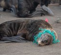 "Сети, мочалки и сиденье от унитаза": на острове Тюлений освободили от пластика морских котиков