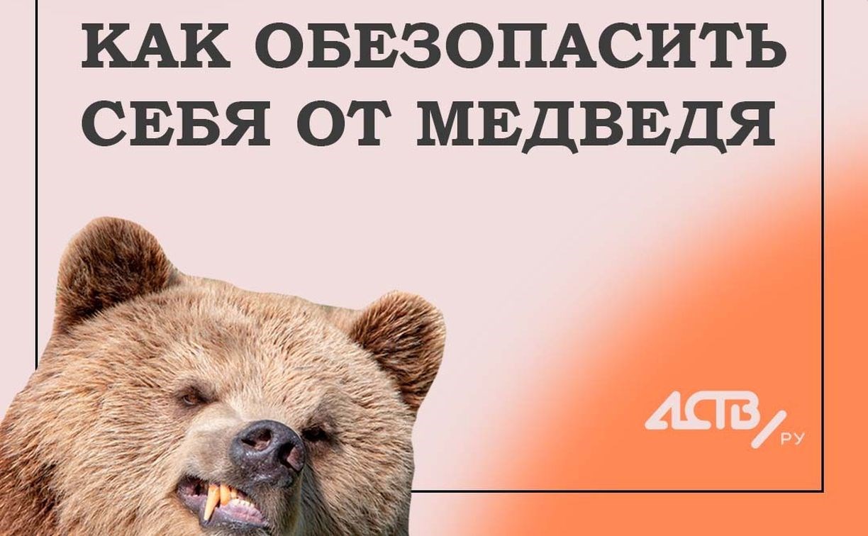 Не берите в лес шпица: 5 правил в картинках, которые реально спасут от медведя