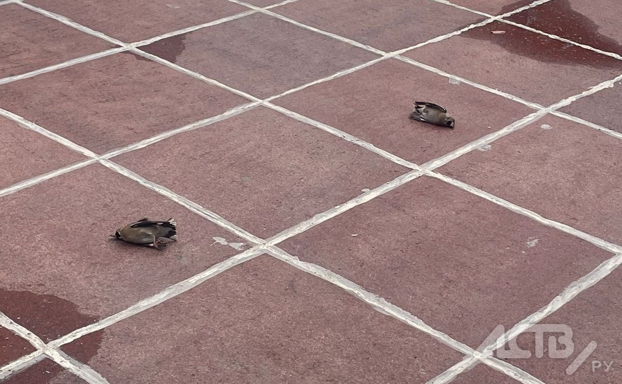 Мёртвые птицы упали с неба в Южно-Сахалинске