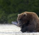 На Курильском озере Камчатки засняли "медвежий пир"