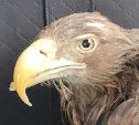 Орлан с искривлённым клювом умирал от голода в сахалинской реке