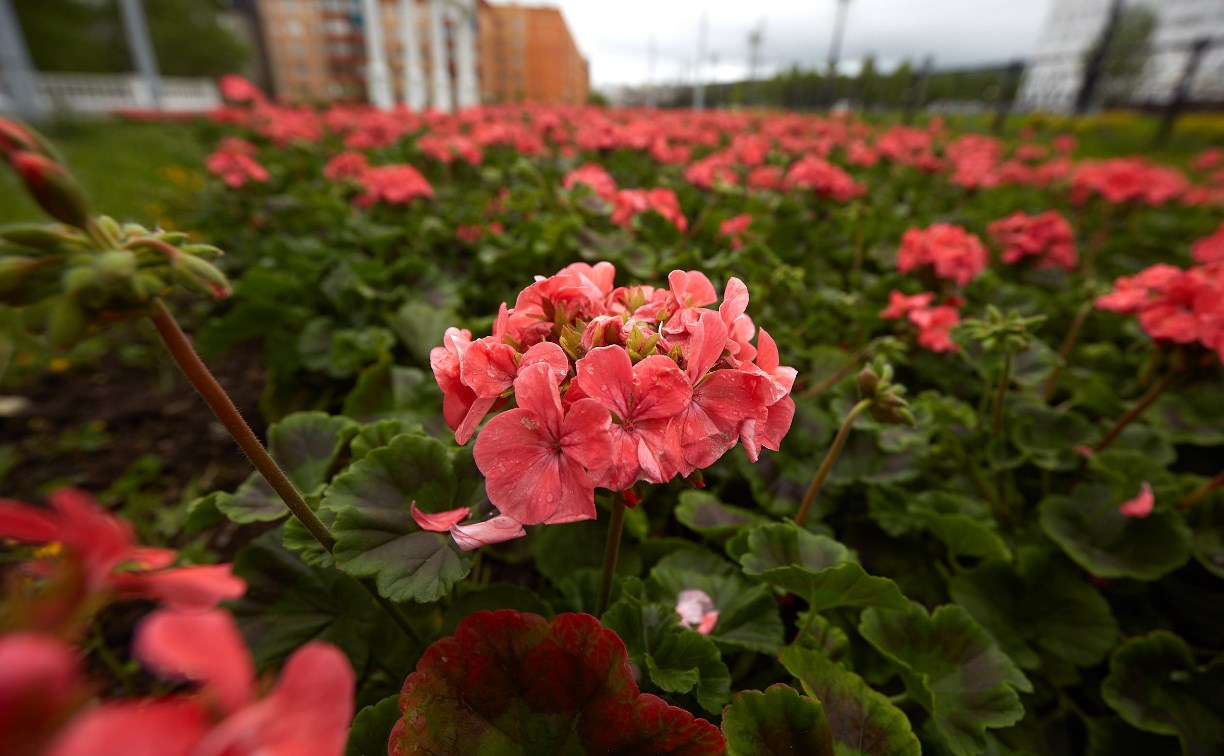В Южно-Сахалинске высадят около 280 тысяч цветов