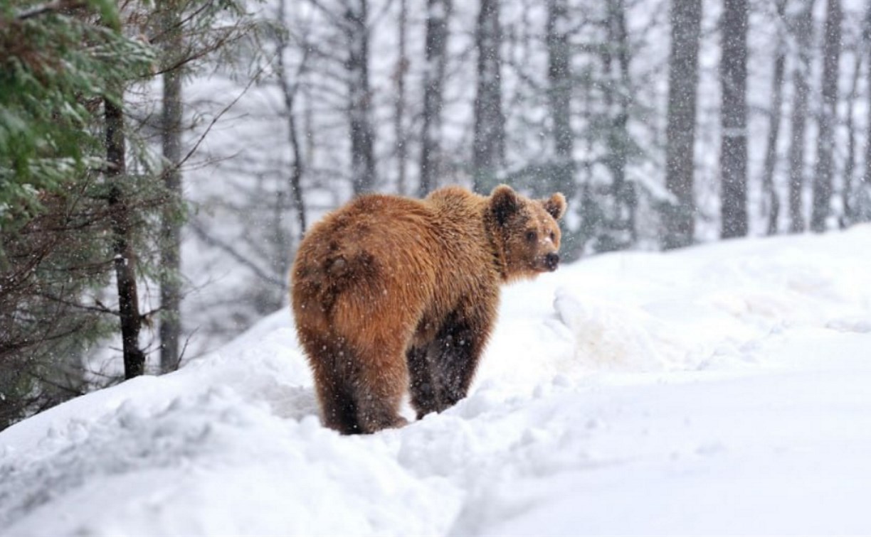 Курильчан предупредили о риске встретиться с неспящими медведями