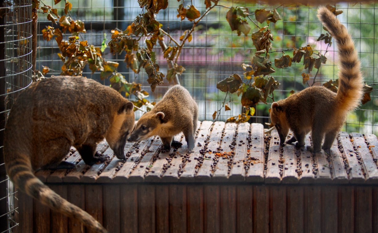 Сахалинский зоопарк переходит на зимний режим работы