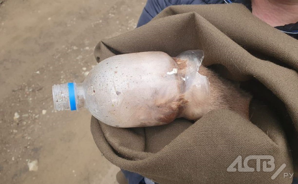 "Невиданная жестокость": избитого кота с бутылкой на голове нашли на улице в Холмске